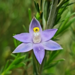 Thelymitra arenaria (Forest Sun Orchid) at Block 402 - 28 Oct 2021 by RobG1