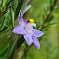 Thelymitra arenaria at Bluetts Block (402, 403, 12, 11) - 28 Oct 2021