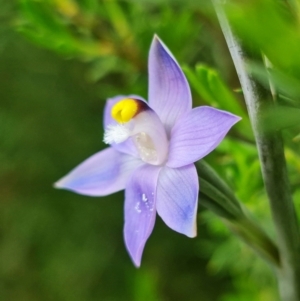 Thelymitra arenaria at Bluetts Block (402, 403, 12, 11) - 28 Oct 2021