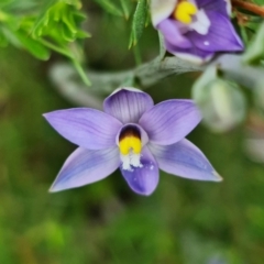 Thelymitra arenaria at Bluetts Block (402, 403, 12, 11) - 28 Oct 2021