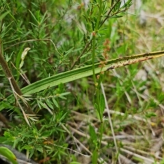 Thelymitra arenaria at Bluetts Block (402, 403, 12, 11) - 28 Oct 2021