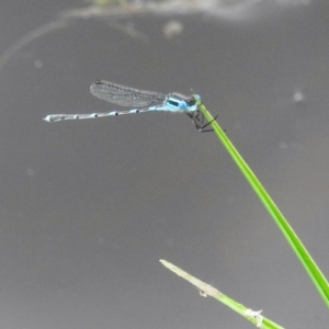 Austrolestes leda at Stromlo, ACT - 28 Oct 2021