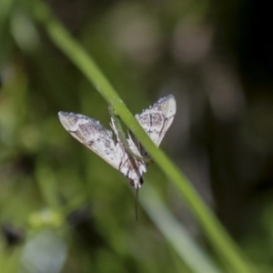 Nacoleia rhoeoalis at Hawker, ACT - 27 Oct 2021