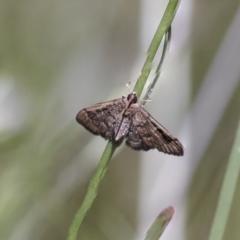 Nacoleia rhoeoalis at Hawker, ACT - 27 Oct 2021