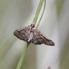 Nacoleia rhoeoalis at Hawker, ACT - 27 Oct 2021