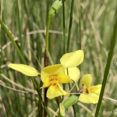 Diuris sp. (hybrid) (Hybrid Donkey Orchid) at Sutton, NSW - 28 Oct 2021 by AJB