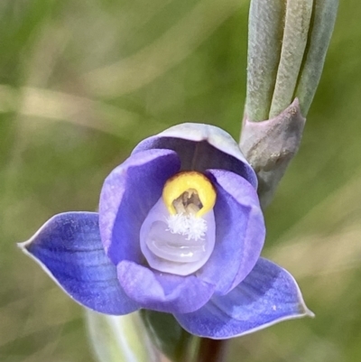Thelymitra brevifolia (Short-leaf Sun Orchid) at Sutton, NSW - 28 Oct 2021 by AJB