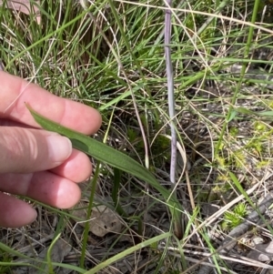 Thelymitra brevifolia at Sutton, NSW - 28 Oct 2021