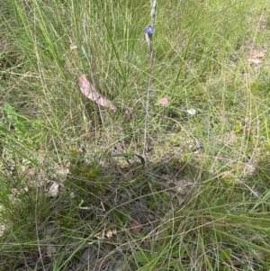 Thelymitra brevifolia at Sutton, NSW - 28 Oct 2021