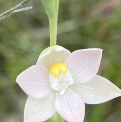 Thelymitra sp. (A Sun Orchid) at Goorooyarroo NR (ACT) - 28 Oct 2021 by AJB