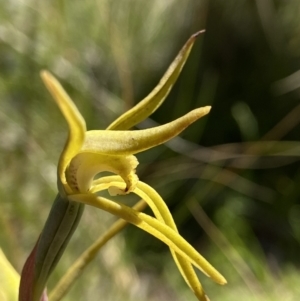 Lyperanthus suaveolens at Sutton, NSW - 28 Oct 2021