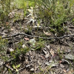 Caladenia cucullata at Sutton, NSW - 28 Oct 2021