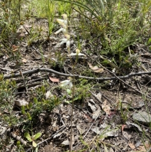 Caladenia cucullata at Sutton, NSW - 28 Oct 2021