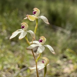 Caladenia cucullata at Sutton, NSW - 28 Oct 2021