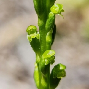 Microtis parviflora at Paddys River, ACT - suppressed