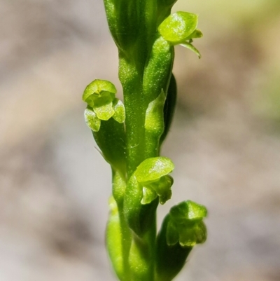 Microtis parviflora (Slender Onion Orchid) at Paddys River, ACT - 27 Oct 2021 by RobG1