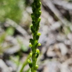 Microtis parviflora at Paddys River, ACT - suppressed