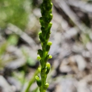 Microtis parviflora at Paddys River, ACT - suppressed