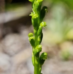 Microtis parviflora at Paddys River, ACT - suppressed