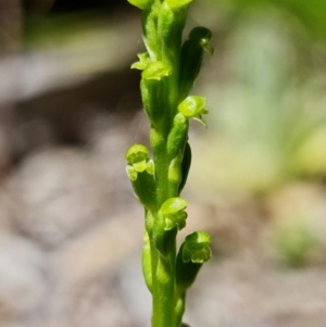 Microtis parviflora at Paddys River, ACT - suppressed