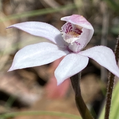 Caladenia alpina (Mountain Caps) at Paddys River, ACT - 27 Oct 2021 by RAllen