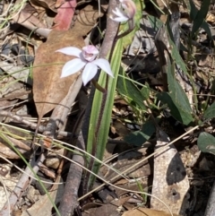 Caladenia alpina at Paddys River, ACT - 27 Oct 2021