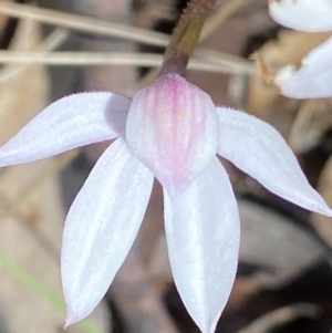 Caladenia alpina at Paddys River, ACT - 27 Oct 2021