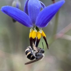 Lasioglossum (Chilalictus) sp. (subgenus) (Halictid bee) at Yarralumla, ACT - 28 Oct 2021 by PeterA