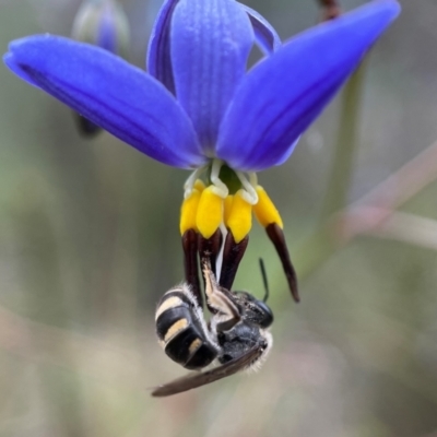 Lasioglossum (Chilalictus) sp. (genus & subgenus) (Halictid bee) at Stirling Park - 28 Oct 2021 by PeterA