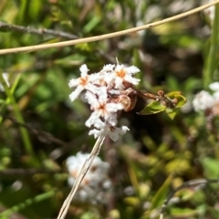 Leucopogon virgatus (Common Beard-heath) at Kambah, ACT - 26 Oct 2021 by AJB