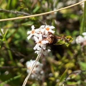 Leucopogon virgatus at Kambah, ACT - 26 Oct 2021