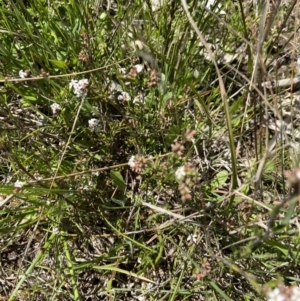 Leucopogon virgatus at Kambah, ACT - 26 Oct 2021