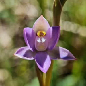 Thelymitra peniculata at Paddys River, ACT - 27 Oct 2021