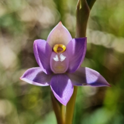 Thelymitra peniculata (Blue Star Sun-orchid) at Tidbinbilla Nature Reserve - 27 Oct 2021 by RobG1