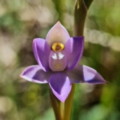 Thelymitra peniculata (Blue Star Sun-orchid) at Paddys River, ACT - 27 Oct 2021 by RobG1