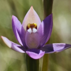 Thelymitra peniculata at Paddys River, ACT - 27 Oct 2021