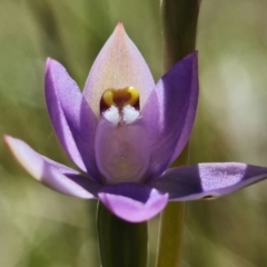 Thelymitra peniculata at Paddys River, ACT - 27 Oct 2021