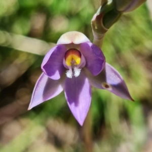 Thelymitra peniculata at Paddys River, ACT - 27 Oct 2021