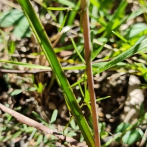 Thelymitra peniculata at Paddys River, ACT - 27 Oct 2021