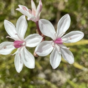 Burchardia umbellata at Kambah, ACT - 26 Oct 2021 11:34 AM