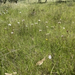 Burchardia umbellata at Kambah, ACT - 26 Oct 2021 11:34 AM