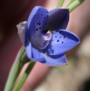 Thelymitra juncifolia at Bango, NSW - 23 Oct 2021