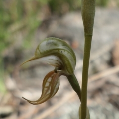 Oligochaetochilus hamatus (Southern Hooked Rustyhood) at Bango, NSW - 23 Oct 2021 by MaartjeSevenster