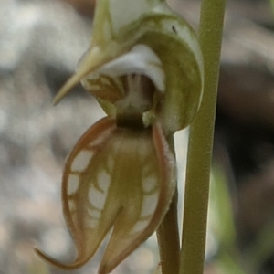 Oligochaetochilus hamatus at Bango, NSW - suppressed