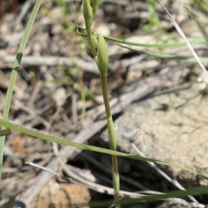 Oligochaetochilus hamatus at Bango, NSW - 23 Oct 2021