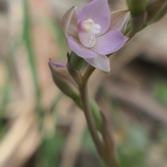 Thelymitra sp. (pauciflora complex) (Sun Orchid) at Bango, NSW - 23 Oct 2021 by MaartjeSevenster