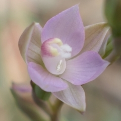 Thelymitra sp. (pauciflora complex) at Bango, NSW - suppressed