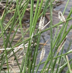 Eleocharis acuta at Amaroo, ACT - 28 Oct 2021