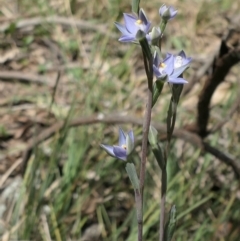 Thelymitra (Genus) (Sun Orchid) at Bango, NSW - 23 Oct 2021 by MaartjeSevenster
