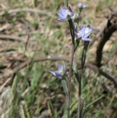 Thelymitra (Genus) (Sun Orchid) at Bango Nature Reserve - 23 Oct 2021 by MaartjeSevenster